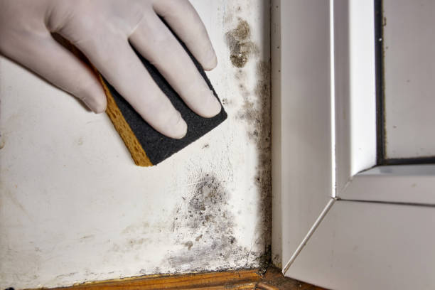 Trusted Ouray, CO Mold Removal Experts
